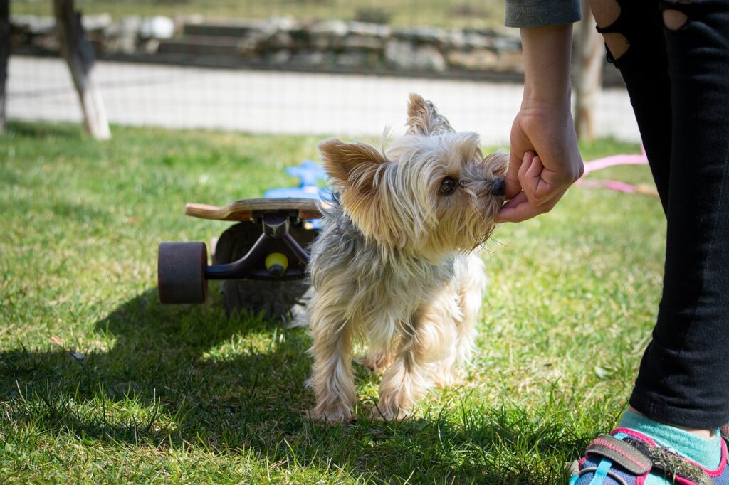 Dog training commands list